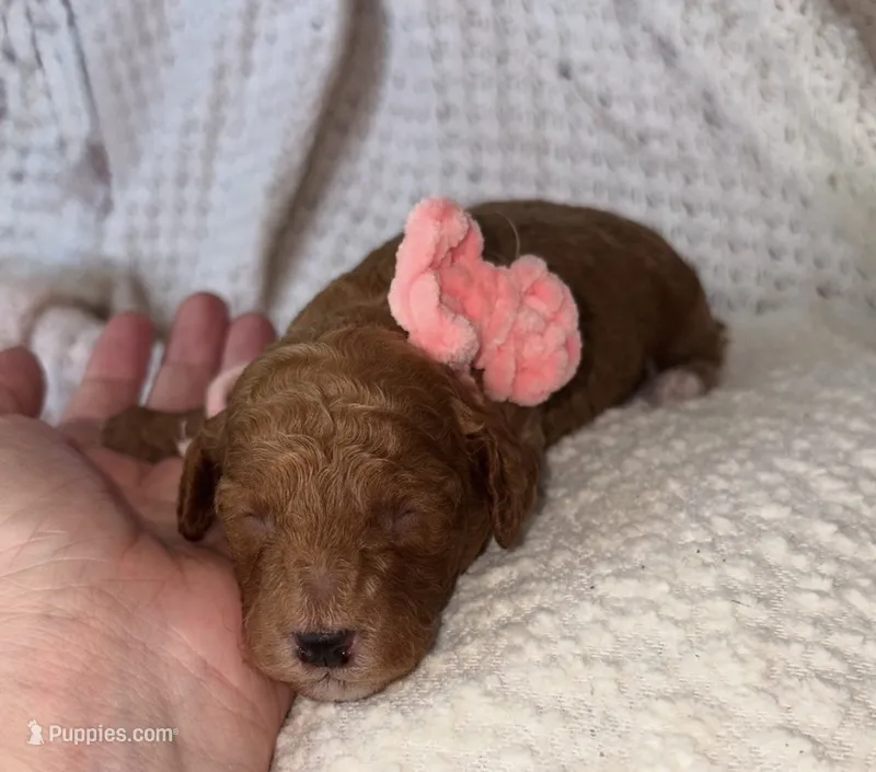 Maggie  – Cockapoo puppy for sale in Earl Park, IN