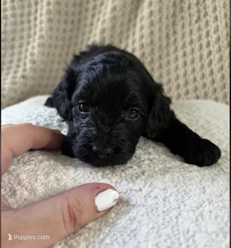 Charlie F1b  – Cockapoo puppy for sale in Earl Park, IN