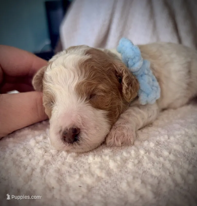 Finn – Cockapoo puppy for sale in Earl Park, IN