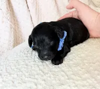 Charlie F1b , a male Cockapoo for sale in Earl Park, IN – 1 of 6