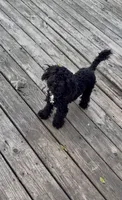 Oakley F1b , a male Cockapoo for sale in Earl Park, IN – 3 of 4