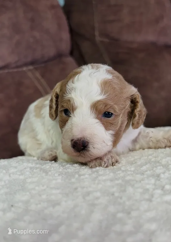 Finn F1b  – Cockapoo puppy for sale in Earl Park, IN