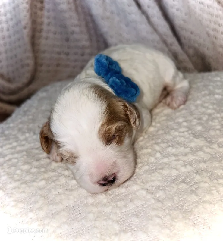 Oakley  – Cockapoo puppy for sale in Earl Park, IN