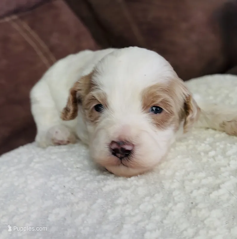 Oakley F1b  – Cockapoo puppy for sale in Earl Park, IN