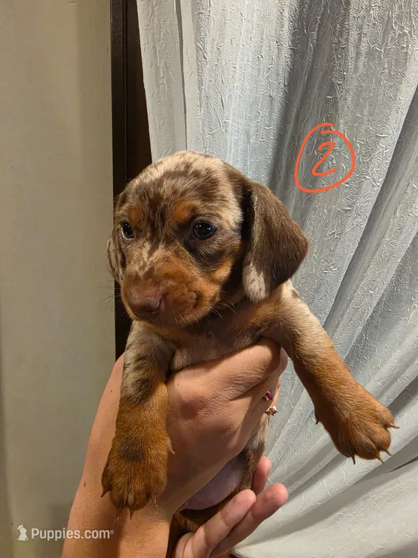 Chiki – Miniature Dachshund puppy for sale in Miami, FL