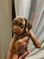 Chiki, a male Miniature Dachshund for sale in Miami, FL – 1 of 6