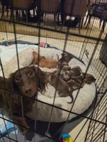Chiki, a male Miniature Dachshund for sale in Miami, FL – 3 of 6