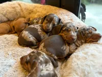 Chiki, a male Miniature Dachshund for sale in Miami, FL – 4 of 6