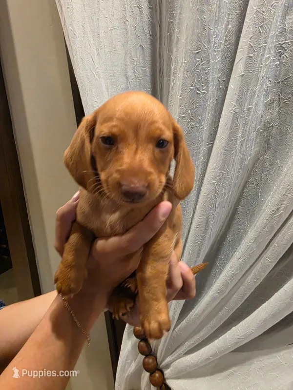 Butter – Miniature Dachshund puppy for sale in Miami, FL