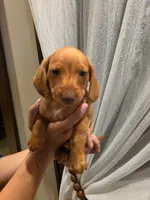 Butter, a male Miniature Dachshund for sale in Miami, FL – 1 of 5