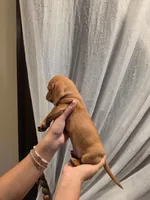 Butter, a male Miniature Dachshund for sale in Miami, FL – 3 of 5