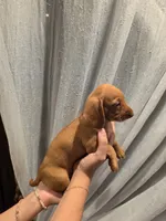Butter, a male Miniature Dachshund for sale in Miami, FL – 5 of 5