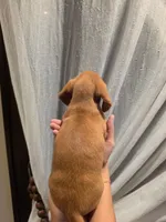 Butter, a male Miniature Dachshund for sale in Miami, FL – 2 of 5