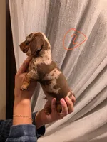 Chiki, a male Miniature Dachshund for sale in Miami, FL – 6 of 6