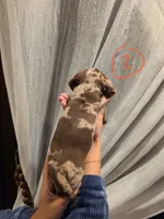 Chiki, a male Miniature Dachshund for sale in Miami, FL – 5 of 6