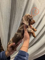 Chiki, a male Miniature Dachshund for sale in Miami, FL – 2 of 6
