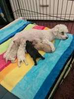 Knight, a male Poodle - Miniature  for sale in West Columbia, SC – 4 of 4