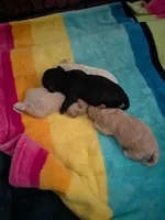 Knight, a male Poodle - Miniature  for sale in West Columbia, SC – 3 of 4