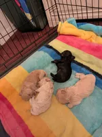 Knight, a male Poodle - Miniature  for sale in West Columbia, SC – 2 of 4