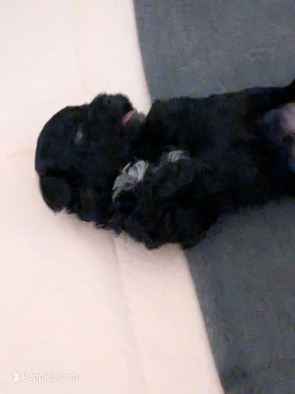 Knight – Poodle - Miniature  puppy for sale in West Columbia, SC