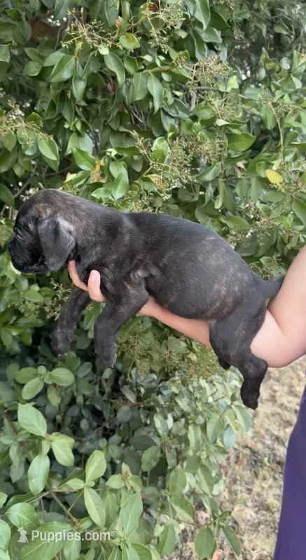 cookie – Cane Corso puppy for sale in Elk Grove, CA