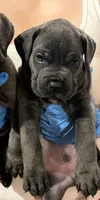 hades, a male Cane Corso for sale in Elk Grove, CA – 2 of 3