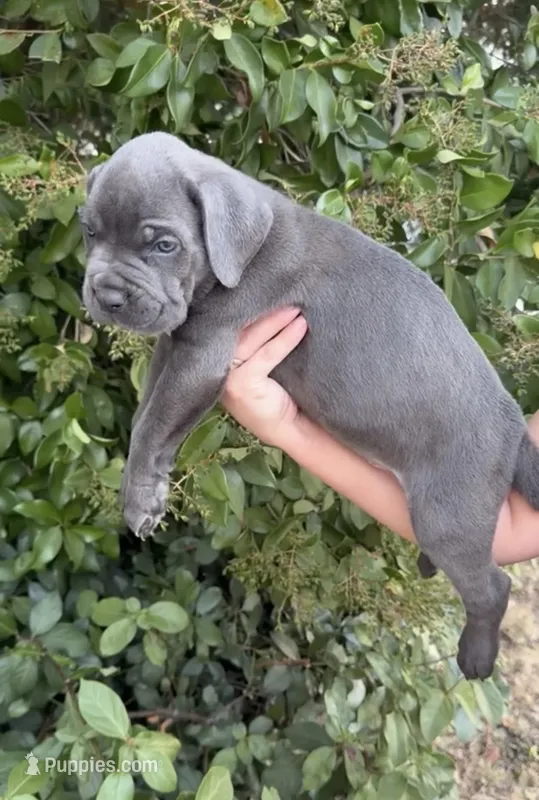 hades – Cane Corso puppy for sale in Elk Grove, CA