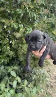 cookie, a female Cane Corso for sale in Elk Grove, CA – 2 of 2