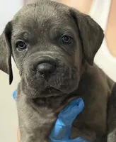 ghost, a male Cane Corso for sale in Elk Grove, CA – 3 of 3