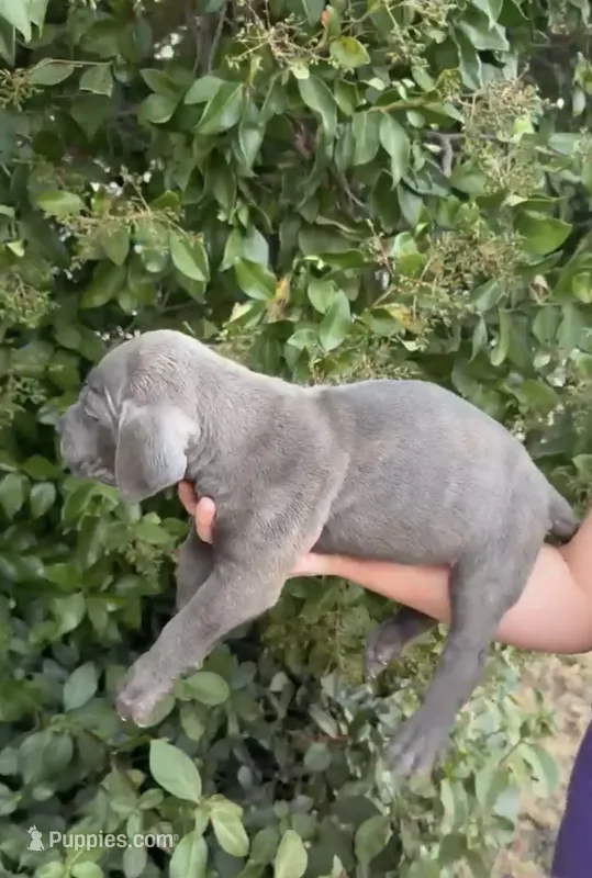 bubba – Cane Corso puppy for sale in Elk Grove, CA