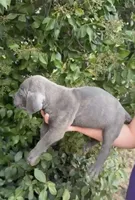 bubba, a male Cane Corso for sale in Elk Grove, CA – 1 of 2