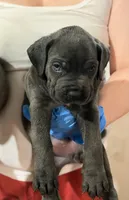 hades, a male Cane Corso for sale in Elk Grove, CA – 3 of 3