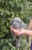 bubba, a male Cane Corso for sale in Elk Grove, CA – 2 of 2