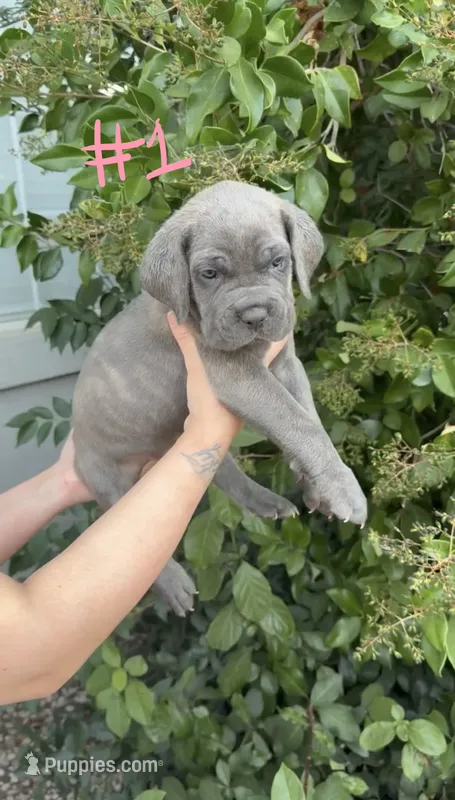 ghost – Cane Corso puppy for sale in Elk Grove, CA
