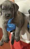 ghost, a male Cane Corso for sale in Elk Grove, CA – 2 of 3