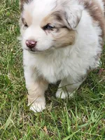 Maggie May , a female Australian Shepherd for sale in Cookeville, TN – 2 of 8