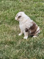 Maggie May , a female Australian Shepherd for sale in Cookeville, TN – 5 of 8