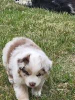 Maggie May , a female Australian Shepherd for sale in Cookeville, TN – 4 of 8