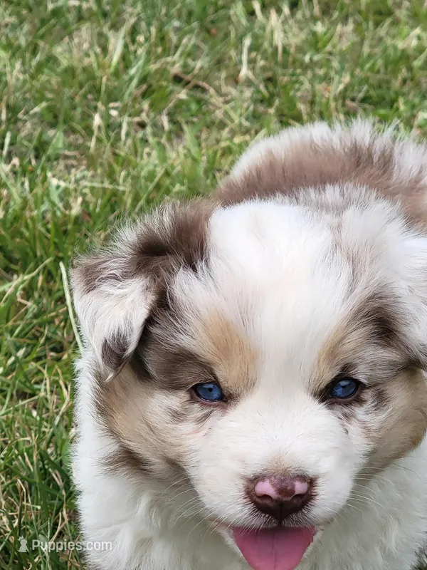 Maggie May  – Australian Shepherd puppy for sale in Cookeville, TN