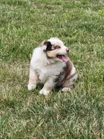 Maggie May , a female Australian Shepherd for sale in Cookeville, TN – 6 of 8