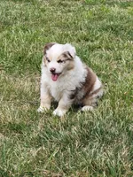 Maggie May , a female Australian Shepherd for sale in Cookeville, TN – 7 of 8