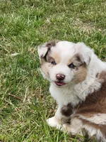 Maggie May , a female Australian Shepherd for sale in Cookeville, TN – 3 of 8