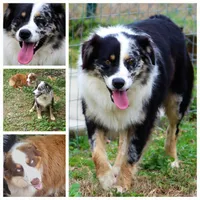 Maggie May , a female Australian Shepherd for sale in Cookeville, TN – 8 of 8