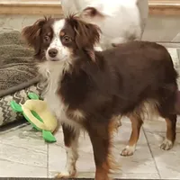 LEILA, a female Toy Australian Shepherd for sale in Merced, CA – Photo 1 of 3