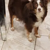 LEILA, a female Toy Australian Shepherd for sale in Merced, CA – Photo 2 of 3