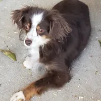 LEILA, a female Toy Australian Shepherd for sale in Merced, CA – Photo 3 of 3