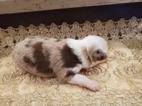 Millie, a female Toy Australian Shepherd for sale in Merced, CA – Photo 7 of 7