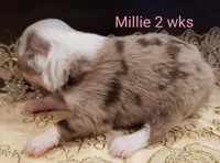 Millie, a female Toy Australian Shepherd for sale in Merced, CA – Photo 2 of 7