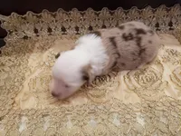 Millie, a female Toy Australian Shepherd for sale in Merced, CA – Photo 6 of 7