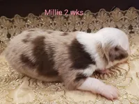 Millie, a female Toy Australian Shepherd for sale in Merced, CA – Photo 5 of 7